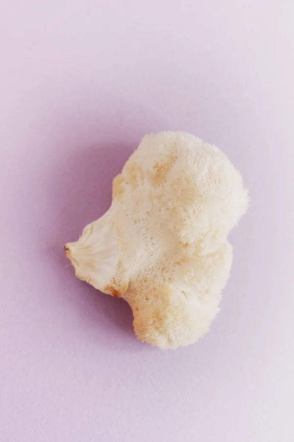 Lion's Mane mushroom
